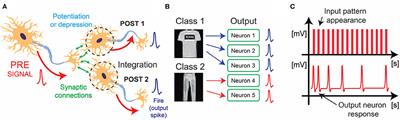 Bio-Inspired Techniques in a Fully Digital Approach for Lifelong Learning